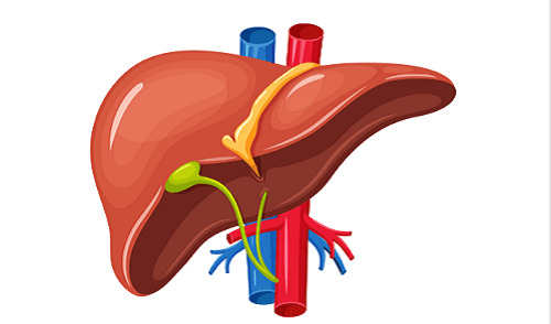 A Comprehensive Overview of Hepatitis B