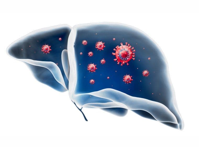 A Deep Dive into Liver Transplants: How Does the Liver Regenerate?