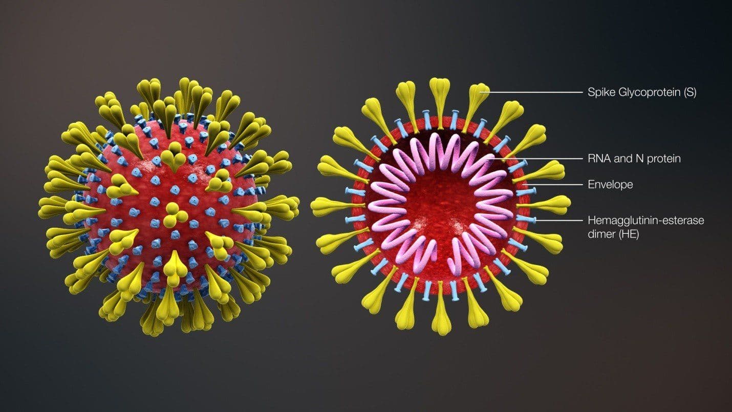 Aging and the Coronavirus