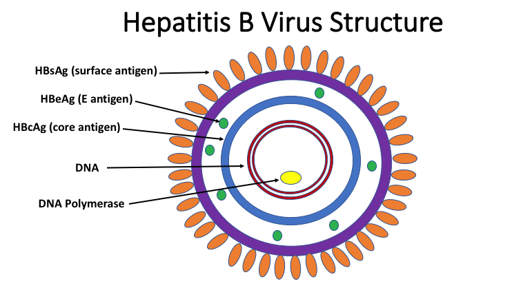 Hepbest 25mg: A Drug for Long Term Hepatitis B