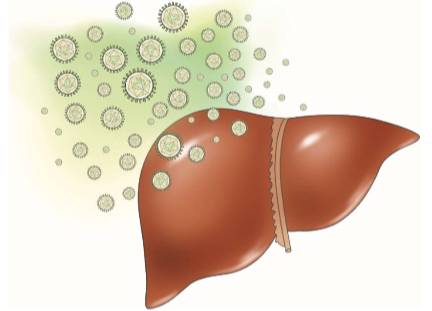 Hepatitis C Virus