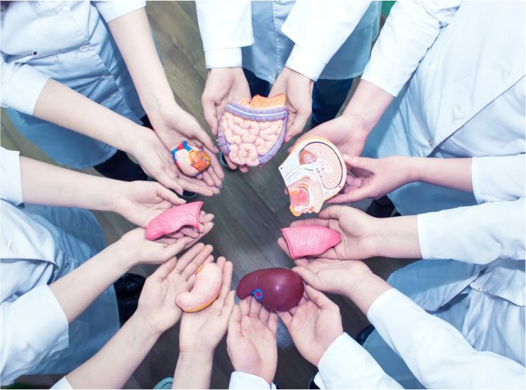 Organ Transplant – Risks, Benefits, Rejection, and Medications